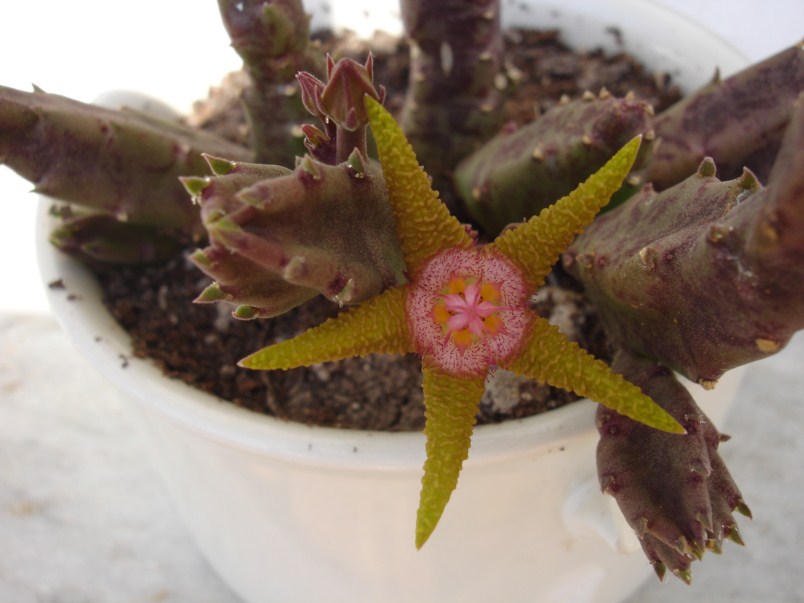 [Foto de planta, jardin, jardineria]