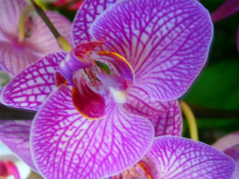 [Foto de planta, jardin, jardineria]