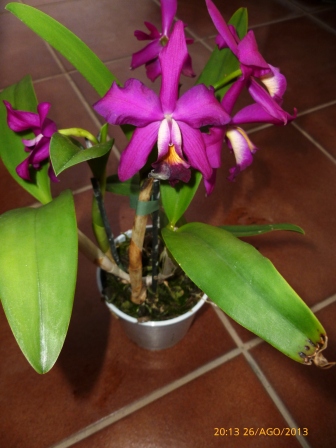 [Foto de planta, jardin, jardineria]
