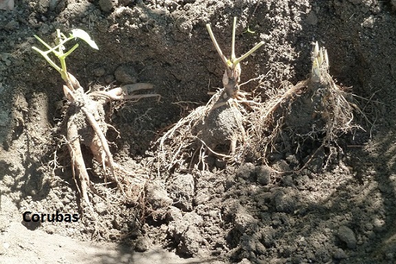 [Foto de planta, jardin, jardineria]