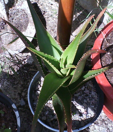 [Foto de planta, jardin, jardineria]