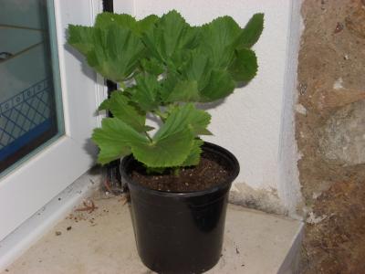 [Foto de planta, jardin, jardineria]