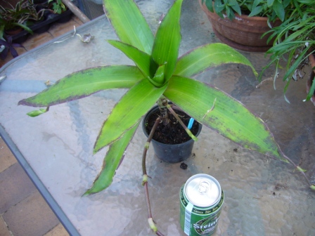 [Foto de planta, jardin, jardineria]