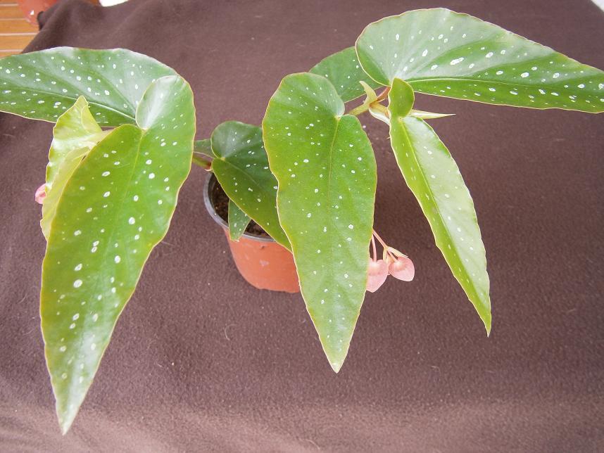 [Foto de planta, jardin, jardineria]
