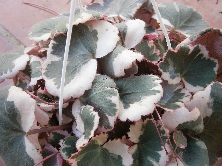 [Foto de planta, jardin, jardineria]
