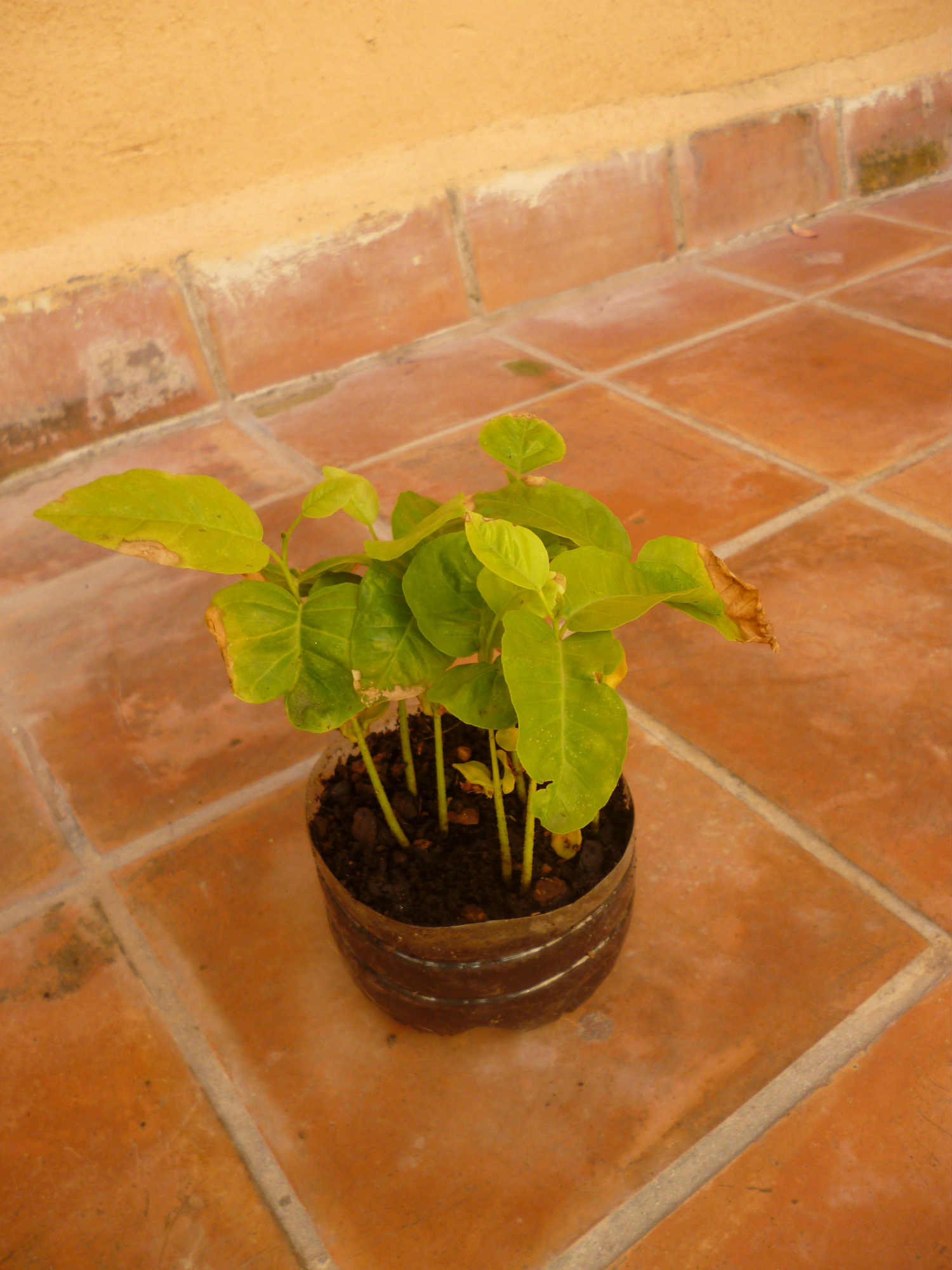 [Foto de planta, jardin, jardineria]