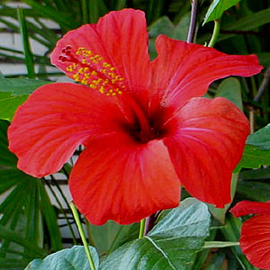 [Foto de planta, jardin, jardineria]
