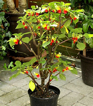 [Foto de planta, jardin, jardineria]