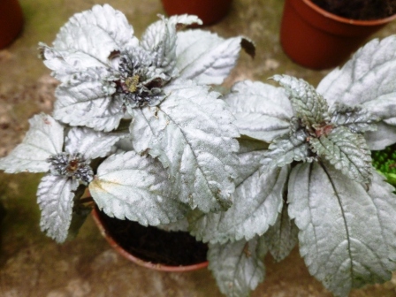 [Foto de planta, jardin, jardineria]