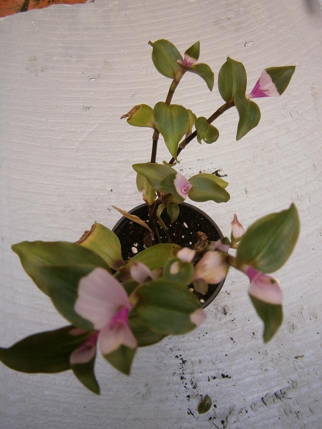 [Foto de planta, jardin, jardineria]