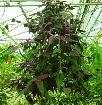 [Foto de planta, jardin, jardineria]