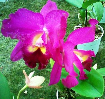 [Foto de planta, jardin, jardineria]