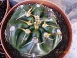 [Foto de planta, jardin, jardineria]