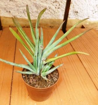 [Foto de planta, jardin, jardineria]