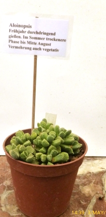 [Foto de planta, jardin, jardineria]