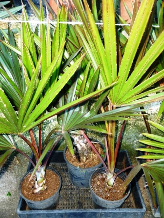 [Foto de planta, jardin, jardineria]