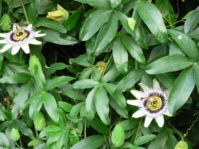 [Foto de planta, jardin, jardineria]