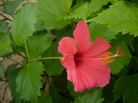 [Foto de planta, jardin, jardineria]