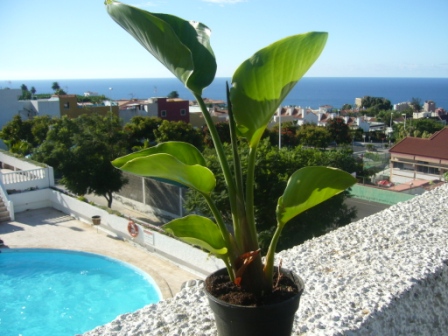 [Foto de planta, jardin, jardineria]