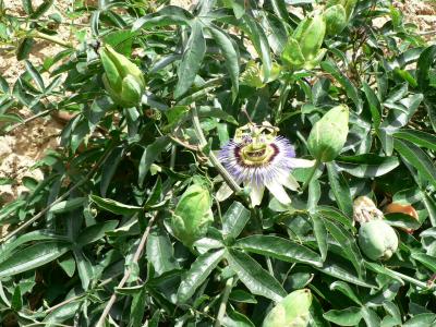 [Foto de planta, jardin, jardineria]