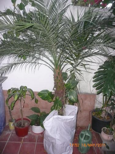 [Foto de planta, jardin, jardineria]