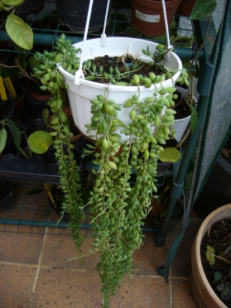 [Foto de planta, jardin, jardineria]