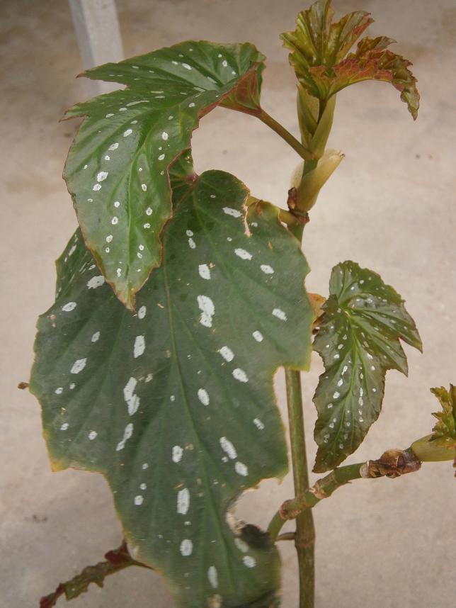 [Foto de planta, jardin, jardineria]