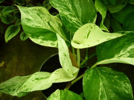 [Foto de planta, jardin, jardineria]