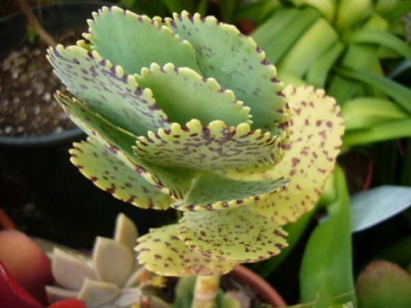 [Foto de planta, jardin, jardineria]