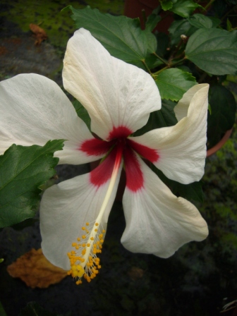 [Foto de planta, jardin, jardineria]