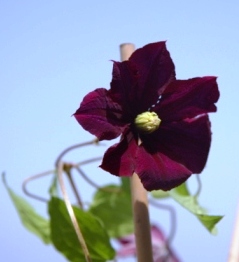 [Foto de planta, jardin, jardineria]