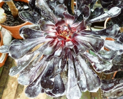 [Foto de planta, jardin, jardineria]