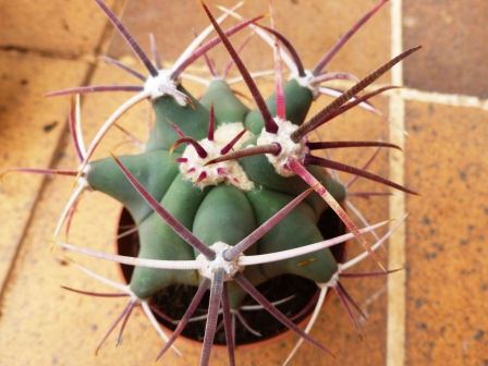 [Foto de planta, jardin, jardineria]