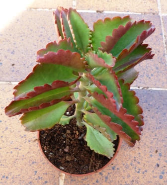 [Foto de planta, jardin, jardineria]