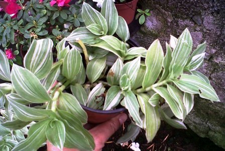 [Foto de planta, jardin, jardineria]