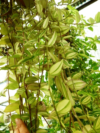 [Foto de planta, jardin, jardineria]