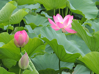 10 Unid Sem Planta Acuática De Flor Loto Sagrado Hidropónica