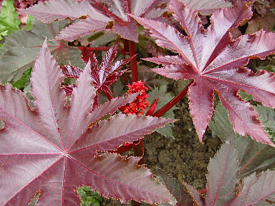 [Foto de planta, jardin, jardineria]