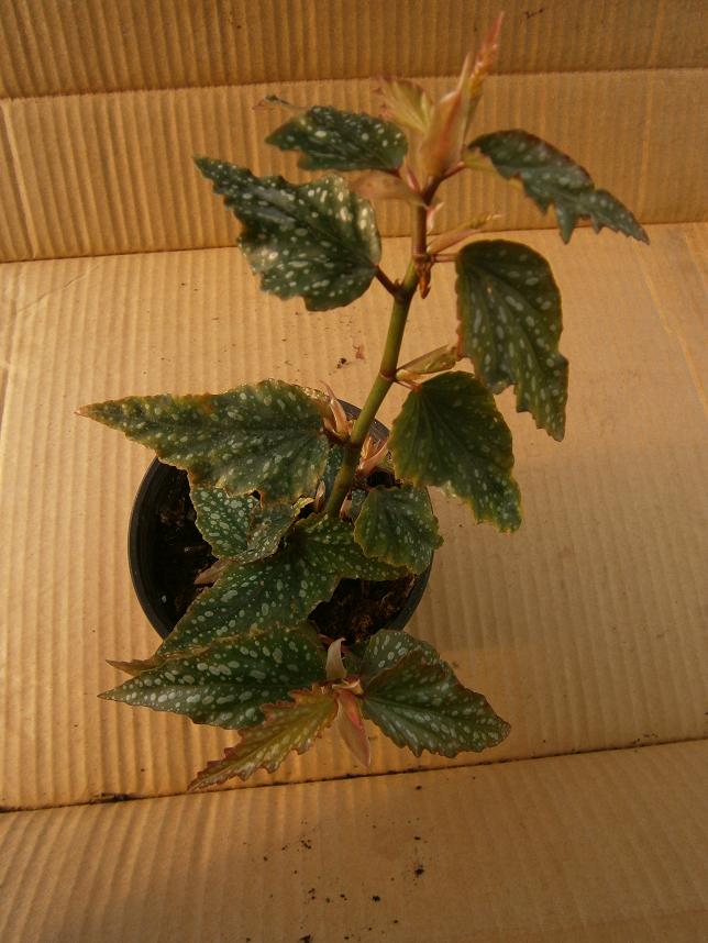 [Foto de planta, jardin, jardineria]
