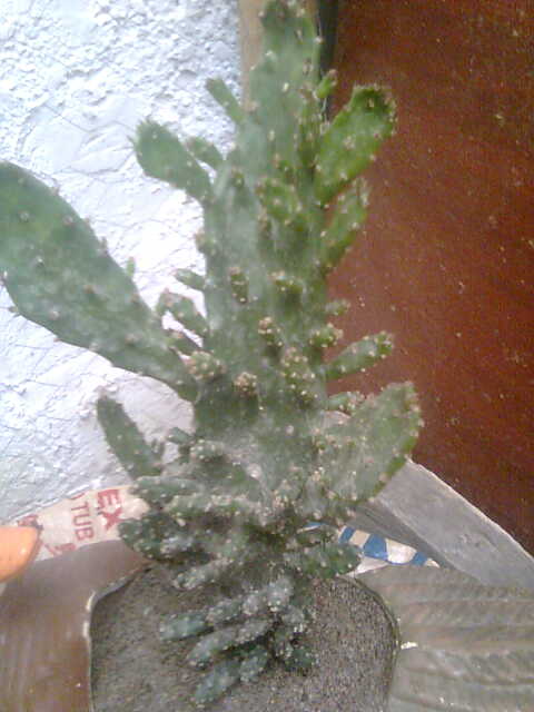[Foto de planta, jardin, jardineria]