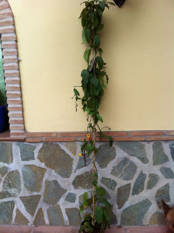 [Foto de planta, jardin, jardineria]