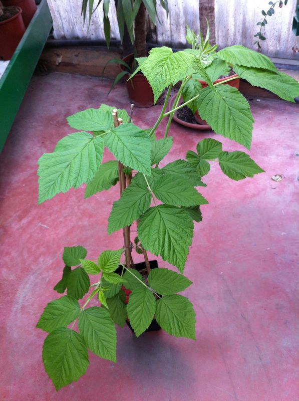 [Foto de planta, jardin, jardineria]