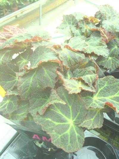 [Foto de planta, jardin, jardineria]