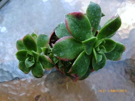[Foto de planta, jardin, jardineria]