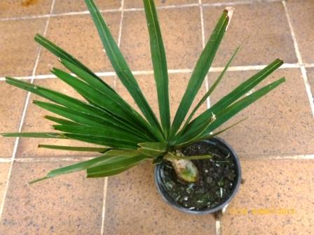 [Foto de planta, jardin, jardineria]