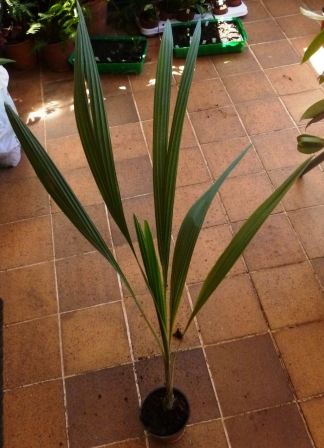 [Foto de planta, jardin, jardineria]