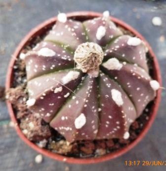 [Foto de planta, jardin, jardineria]