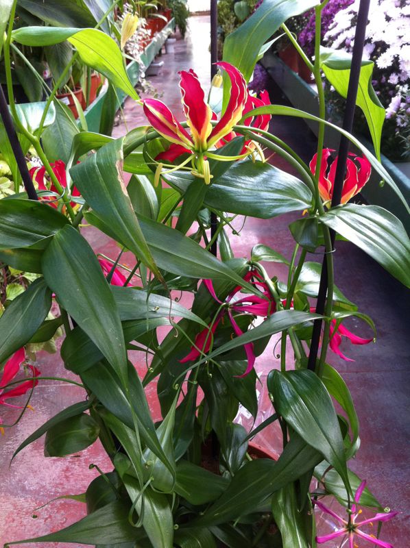 [Foto de planta, jardin, jardineria]