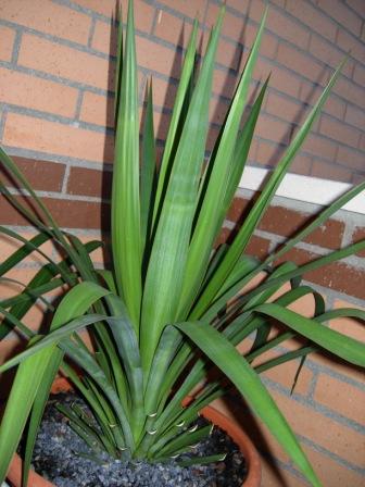 [Foto de planta, jardin, jardineria]