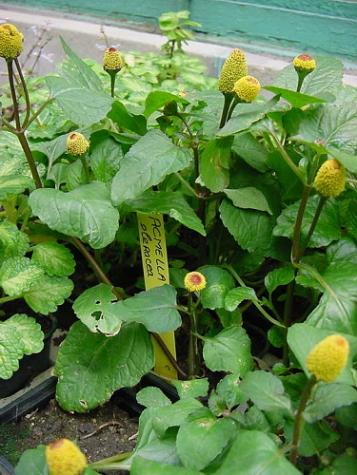[Foto de planta, jardin, jardineria]